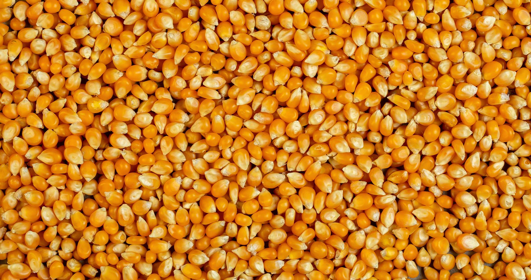 emballage écoresponsable maïs