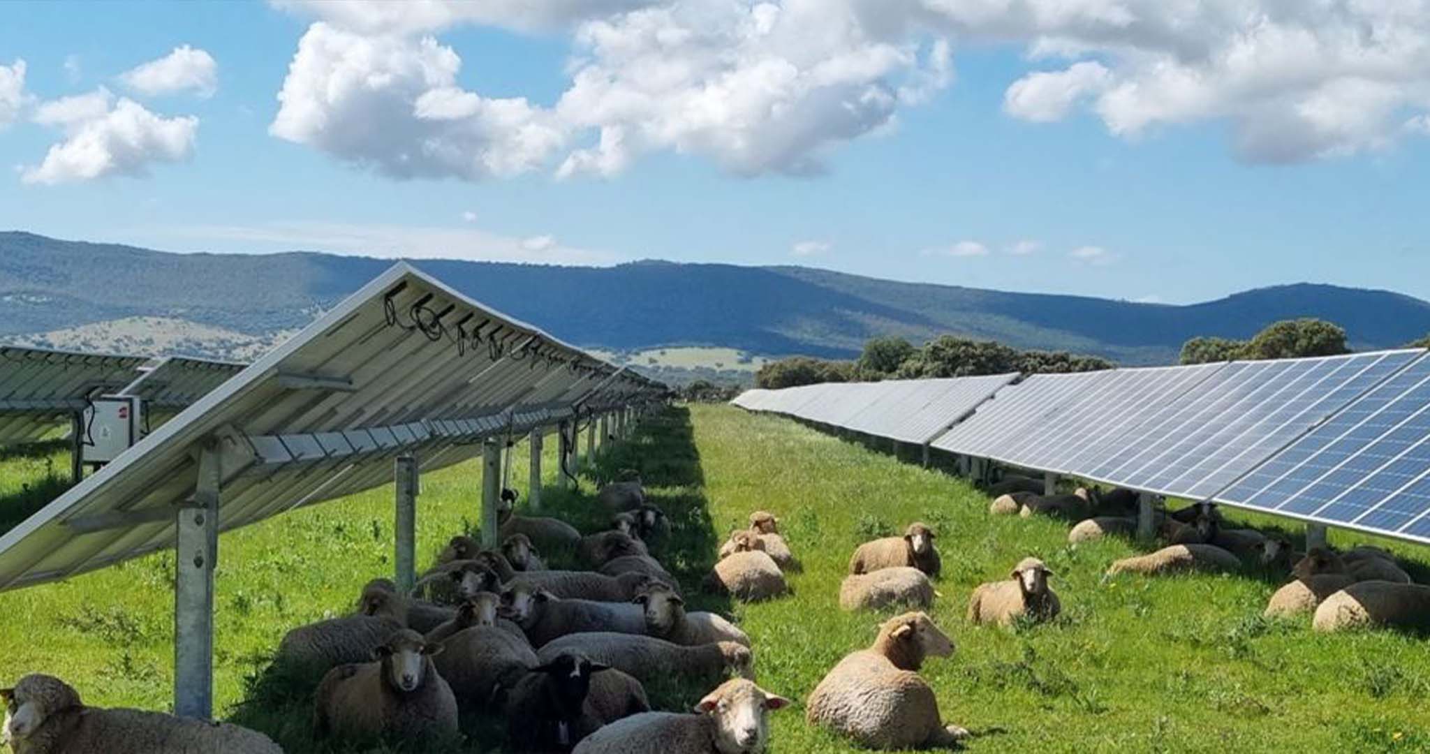 moutons panneaux solaires